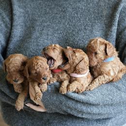 Poodle Puppies from bemi_toys