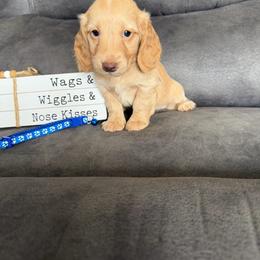 Charlie - Cream male Dachshund puppy in Stuart, Iowa from Johnson Family Paws