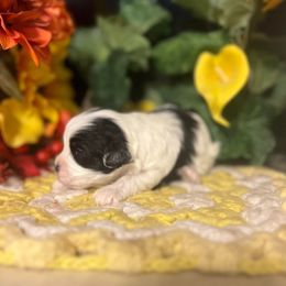 Cavalier King Charles Spaniels, Cavapoos, Maltipoos, and Poodles from Lainy's Homegrown Farm puppies