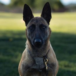 Ari - Belgian Malinois
