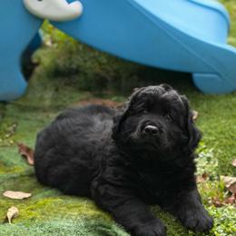 NASDAq - Black male Labrador Retriever puppy in Hartland, Vermont from Enlightened Labs