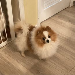 Sport - Pomeranian