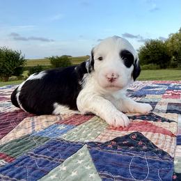 Tilt-a-Ewe - Black and white female Sheepadoodle puppy in Adams, Nebraska from Boxcar Doodles and Poodles