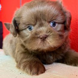 Mocha - Chocolate male Shih Tzu puppy in Downey, California from Cali shih tzu
