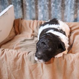 Poodle Puppies from BC’s Poodles on the Mountain