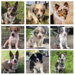 Australian Cattle Dog, Australian Shepherd, Companion Cross, and Miniature Australian Shepherd Puppies from MK Aussies