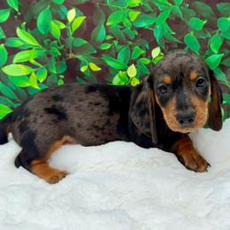 Boyd - Dapple male Dachshund puppy in Colbert, Oklahoma from Brooke Crenshaw