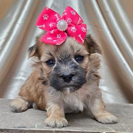 Pookie SMALL - Gold female Morkie puppy in Monticello, Iowa from Ashley’s Puppies
