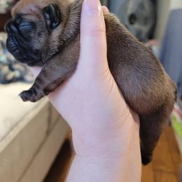 French Bulldog Puppies from Smith's Small Town Frenchies