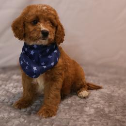 Jax - Red  male Goldendoodle puppy in Apopka, Florida from Rae Precious Puppies