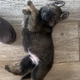 Comet (white collar) - Sable male German Shepherd puppy in Canterbury, Connecticut from Nachtwaechter German Shepherds, LLC