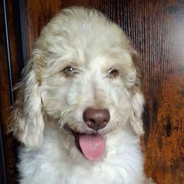 Eloise - Red merle female Aussiedoodle puppy in Grand Saline, Texas from Aussies Acre