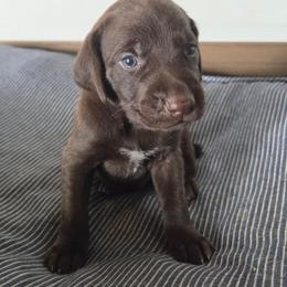 Copper - Liver male German Shorthaired Pointer puppy in Enfield, Illinois from Wilson Farm GSPs