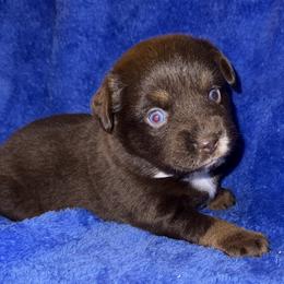 Randy Travis - Red tri male Miniature Australian Shepherd puppy in Godley, Texas from Bradley Kennels