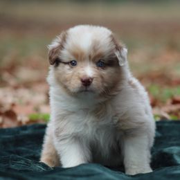 Pudding - Red merle female Australian Shepherd puppy in Star City, Arkansas from Circle P Farm