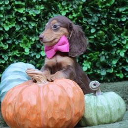 Comet ( Choc. Tan Male ) - Chocolate male Dachshund puppy in Woodbine, Georgia from Bowdachs Cream Pies