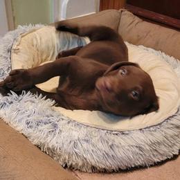 Labrador Retriever Puppies from Buffalo Valley Breeders