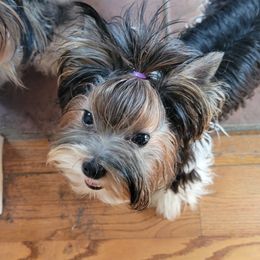 Bizzy - Biewer Terrier