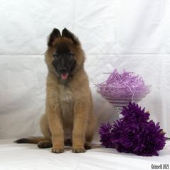 Belgian Tervuren Puppies from Kanna Belgian Tervuren