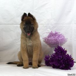 Belgian Tervuren Puppies from Kanna Belgian Tervuren