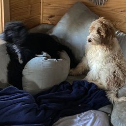 Goldendoodle Puppies from Darling Doodles