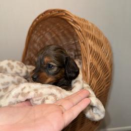King - Red male Dachshund puppy in Pontotoc, Mississippi from Toddy Kennels