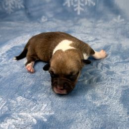 Eve - Sable and white female American Corgi puppy in Waskom, Texas from Piney Woods Corgis