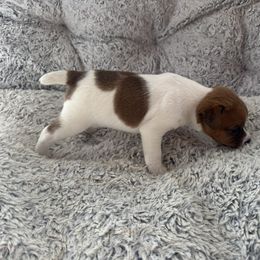 Boy 1 - Tan and white male Jack Russell Terrier puppy in Myersville, Maryland from Brigadoon Farm