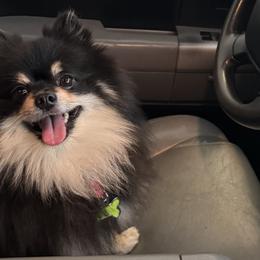 Pomeranians from House of Misio Pomeranians