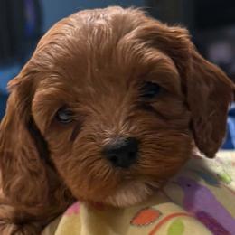 Girl 1 - female Cavapoo puppy in Lavon, Texas from Magnolia Prairie Doodles