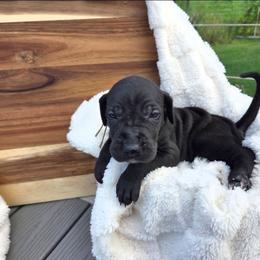 Poker - Black female Great Dane puppy in Arpin, Wisconsin from Arpin Great Danes