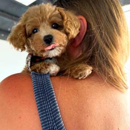 MAUI - Apricot male Maltipoo puppy in Sugar Land, Texas from Celebrity Maltipoos