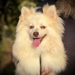 Andy - Red and white male Pomsky puppy in Perkins, Oklahoma from A-Dream Pomsky Kennel