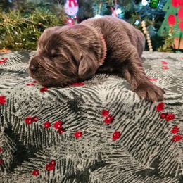 Pink - Gray female Newfoundland puppy in Ohio from Vermillion Newfoundlands