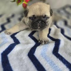 Drake - Fawn male Pug puppy in Arthur, Illinois from Perfect Pugs