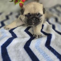 Drake - Fawn male Pug puppy in Arthur, Illinois from Perfect Pugs