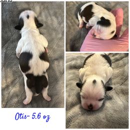 Otis - Brindle and white male Shih Tzu puppy in Waverly, Ohio from Kara’s Shih Tzu Kuties