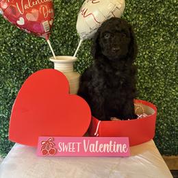Percy - Black female Poodle puppy in Petal, Mississippi from Petal Poodles