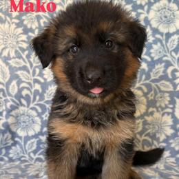 Cola - Black and red male German Shepherd puppy in Coplay, Pennsylvania from By My Side Germans Shepherds & Dobermans