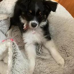 Toy Australian Shepherd Puppies from Kickapoo Creek Toy Aussies
