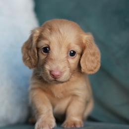 Cheddar Biscuit AKC 5000 - Cream male Dachshund puppy in Krum, Texas from Tired Chef Dachshunds