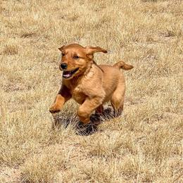 Blaze - Golden male Golden Retriever puppy in Wellington, Colorado from High Country Golden Retrievers