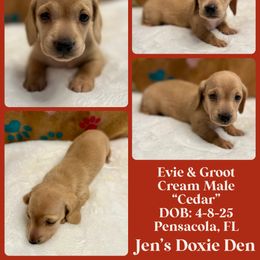 Cedar - Cream male Dachshund puppy in Pensacola, Florida from Jen's Doxie Den