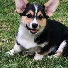 Pembroke Welsh Corgi Puppies from Patton's Pasture