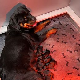 Boy 1 - Black and mahogany male Rottweiler puppy in Antioch, California from Black Diamond Excellence rottweiler kennel