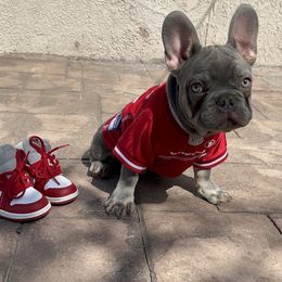 French Bulldog Puppies from Jesikah408