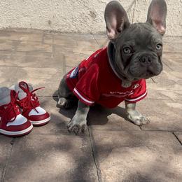 French Bulldog Puppies from Jesikah408