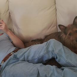 Australian Terrier and Cairn Terrier All Grown Up from Cedar Forrest Terriers LLC (Cairns & Australian Terriers)