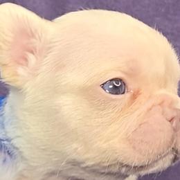 French Bulldogs from MiAdorableFrenchies