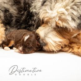 Aussiedoodle puppies from Distinctive Doodle